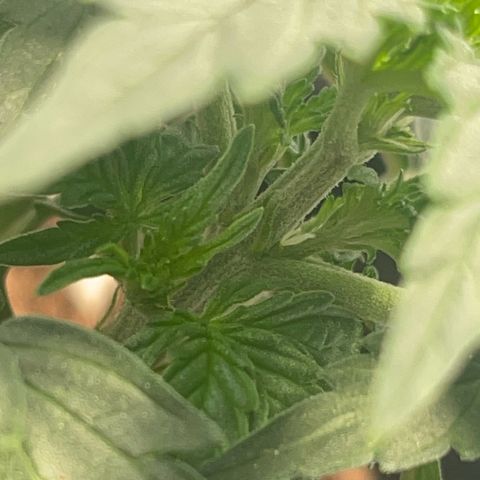 Quick One Auto - Royal Queen seeds  growlog photo: Man sieht schon die ersten Sitgmen. Erste Anzeichen der Blütephase 
Sie ist noch relativ klein mal schauen ob sie noch an Höhe gewinnt 