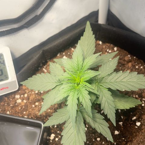 Quick One Auto - Royal Queen seeds  growlog photo: Man sieht schon die ersten Sitgmen. Erste Anzeichen der Blütephase 
Sie ist noch relativ klein mal schauen ob sie noch an Höhe gewinnt 