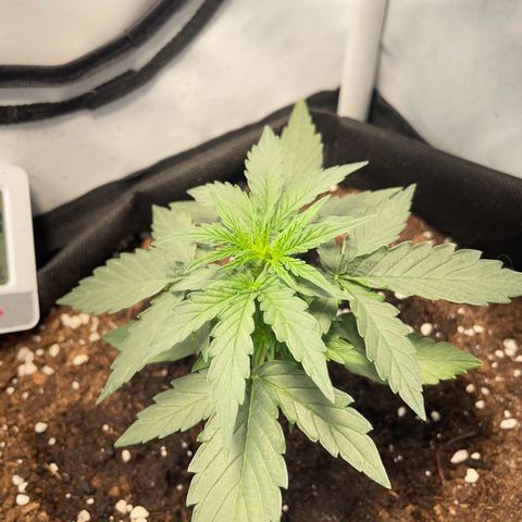 Quick One Auto - Royal Queen seeds  growlog timeline photo