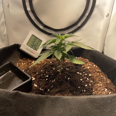 Quick One Auto - Royal Queen seeds  growlog timeline photo