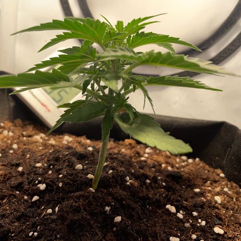 Quick One Auto - Royal Queen seeds  growlog timeline photo