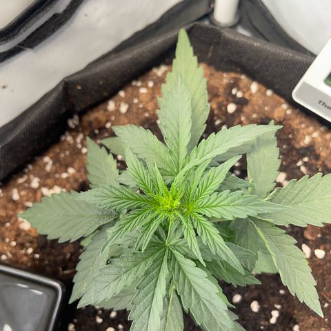 Quick One Auto - Royal Queen seeds  growlog photo: Etwas lichtstress nachdem ich leicht das Licht heller gemacht habe. Wieder angepasst. Wächst schnell und gewinnt jetzt auch mehr an Höhe. 