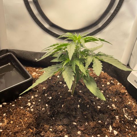 Quick One Auto - Royal Queen seeds  growlog photo: Etwas lichtstress nachdem ich leicht das Licht heller gemacht habe. Wieder angepasst. Wächst schnell und gewinnt jetzt auch mehr an Höhe. 