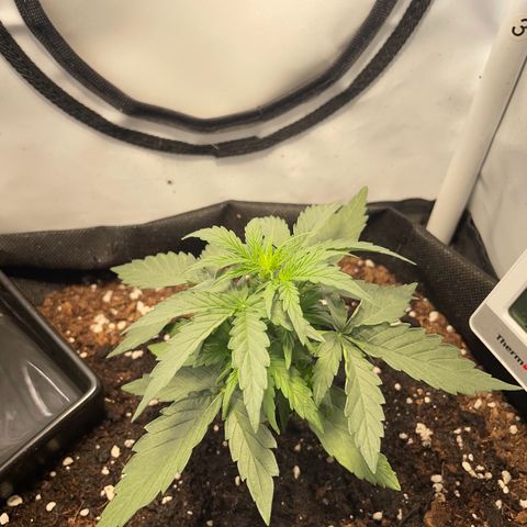 Quick One Auto - Royal Queen seeds  growlog photo: Etwas lichtstress nachdem ich leicht das Licht heller gemacht habe. Wieder angepasst. Wächst schnell und gewinnt jetzt auch mehr an Höhe. 