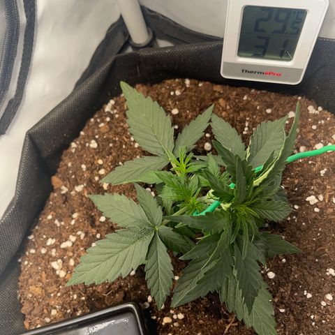 Quick One Auto - Royal Queen seeds  growlog photo: Angefangen mit LST