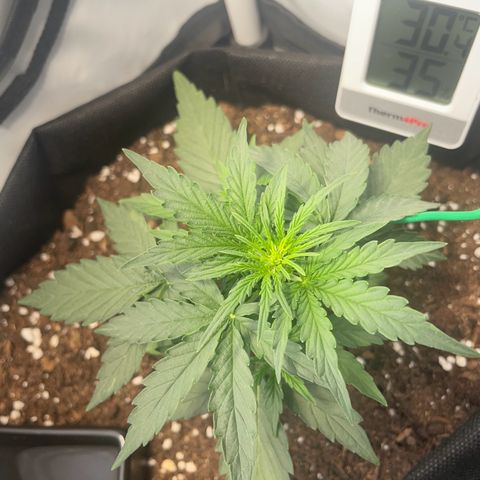 Quick One Auto - Royal Queen seeds  growlog timeline photo