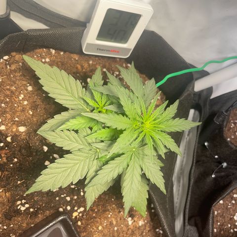 Quick One Auto - Royal Queen seeds  growlog timeline photo