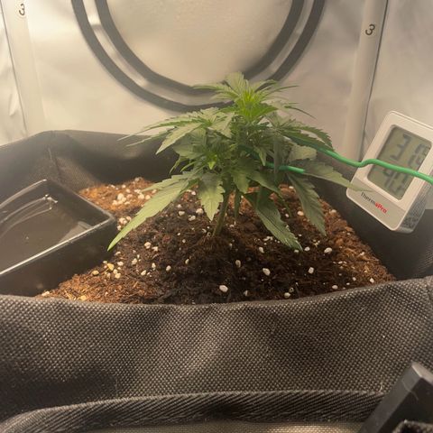 Quick One Auto - Royal Queen seeds  growlog timeline photo