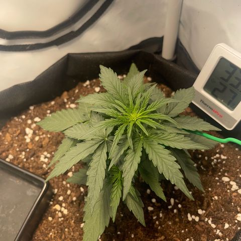 Quick One Auto - Royal Queen seeds  growlog timeline photo
