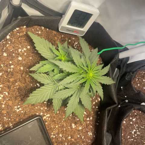 Quick One Auto - Royal Queen seeds  growlog timeline photo