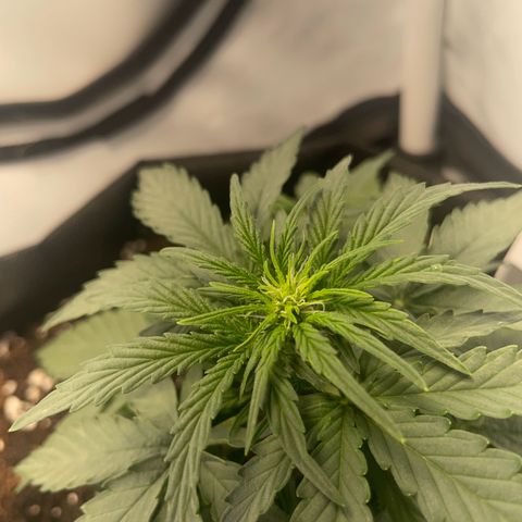 Quick One Auto - Royal Queen seeds  growlog photo: die Tage wird nochmal LST durchgeführt.
sieht gut aus. Gewinnt jetzt langsam an Höhe. Ungefähr 12cm jetzt 