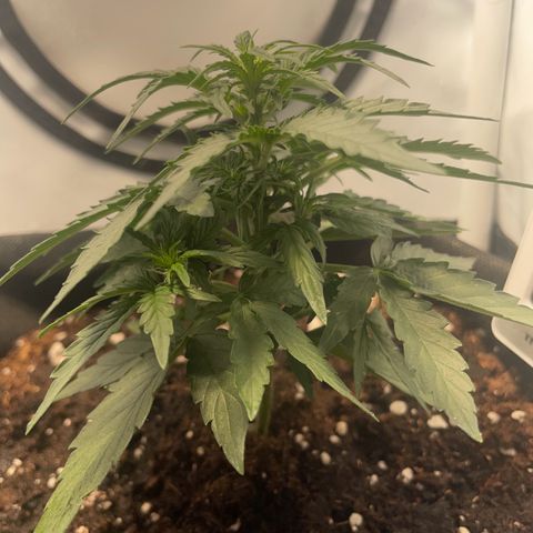 Quick One Auto - Royal Queen seeds  growlog photo: die Tage wird nochmal LST durchgeführt.
sieht gut aus. Gewinnt jetzt langsam an Höhe. Ungefähr 12cm jetzt 