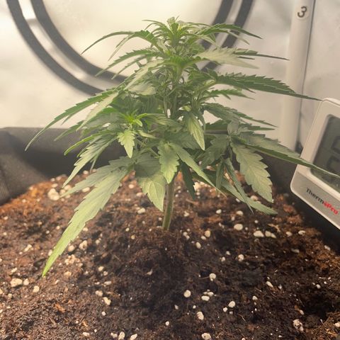 Quick One Auto - Royal Queen seeds  growlog photo: die Tage wird nochmal LST durchgeführt.
sieht gut aus. Gewinnt jetzt langsam an Höhe. Ungefähr 12cm jetzt 