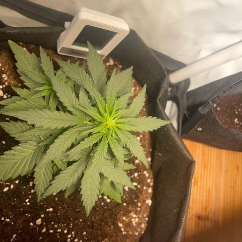 Quick One Auto - Royal Queen seeds  growlog photo: die Tage wird nochmal LST durchgeführt.
sieht gut aus. Gewinnt jetzt langsam an Höhe. Ungefähr 12cm jetzt 
