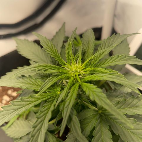 Quick One Auto - Royal Queen seeds  growlog photo: Ein paar blütestellen freigelegt für mehr Licht. 
