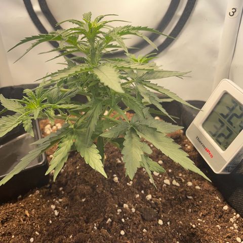 Quick One Auto - Royal Queen seeds  growlog photo: Ein paar blütestellen freigelegt für mehr Licht. 