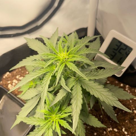 Quick One Auto - Royal Queen seeds  growlog photo: Ein paar blütestellen freigelegt für mehr Licht. 