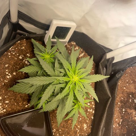 Quick One Auto - Royal Queen seeds  growlog photo: Ein paar blütestellen freigelegt für mehr Licht. 
