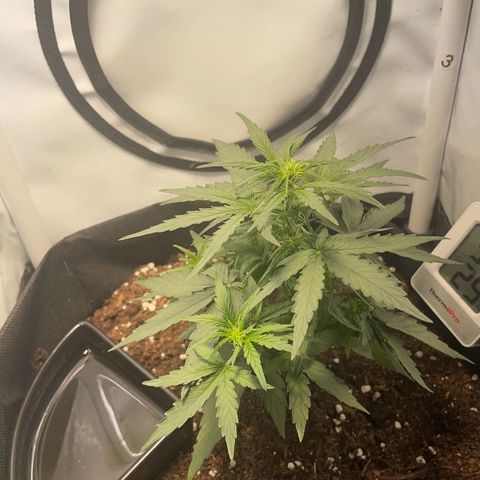 Quick One Auto - Royal Queen seeds  growlog photo: 16cm
