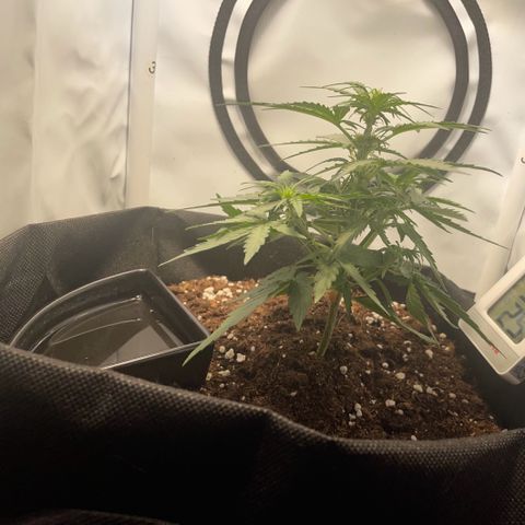 Quick One Auto - Royal Queen seeds  growlog photo: 16cm
