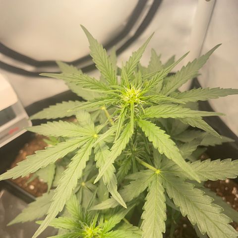 Quick One Auto - Royal Queen seeds  growlog photo: 18cm jetzt, stretcht sich jetzt gut in der blütephase 