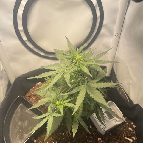 Quick One Auto - Royal Queen seeds  growlog photo: 18cm jetzt, stretcht sich jetzt gut in der blütephase 