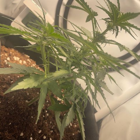 Quick One Auto - Royal Queen seeds  growlog photo: 18cm jetzt, stretcht sich jetzt gut in der blütephase 