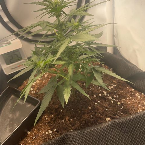 Quick One Auto - Royal Queen seeds  growlog photo: 18cm jetzt, stretcht sich jetzt gut in der blütephase 