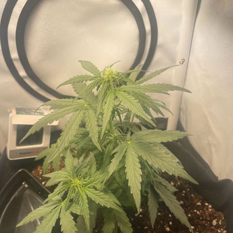 Quick One Auto - Royal Queen seeds  growlog timeline photo