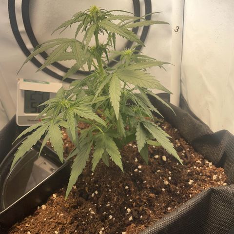 Quick One Auto - Royal Queen seeds  growlog timeline photo