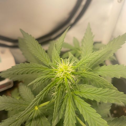 Quick One Auto - Royal Queen seeds  growlog timeline photo