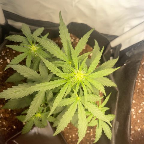 Quick One Auto - Royal Queen seeds  growlog timeline photo