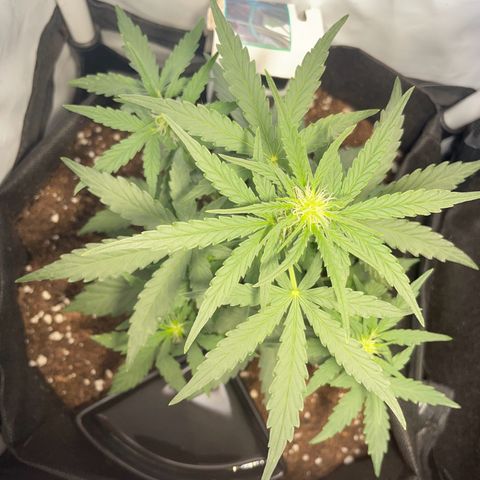 Quick One Auto - Royal Queen seeds  growlog photo: untere Blätter werden ganz leicht gelb an den Spitzen, weiß nicht ob das Zuviel Dünger war oder sie anfängt sich die Nährstoffe aus den unteren Blättern zu ziehen weil sie zuwenig hat. Werde die Tage mal schauen. 
Sonst wächst die ganz gut in die Höhe und sieht gesund aus. 