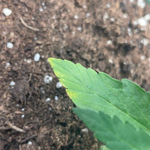 Quick One Auto - Royal Queen seeds  growlog photo: untere Blätter werden ganz leicht gelb an den Spitzen, weiß nicht ob das Zuviel Dünger war oder sie anfängt sich die Nährstoffe aus den unteren Blättern zu ziehen weil sie zuwenig hat. Werde die Tage mal schauen. 
Sonst wächst die ganz gut in die Höhe und sieht gesund aus. 