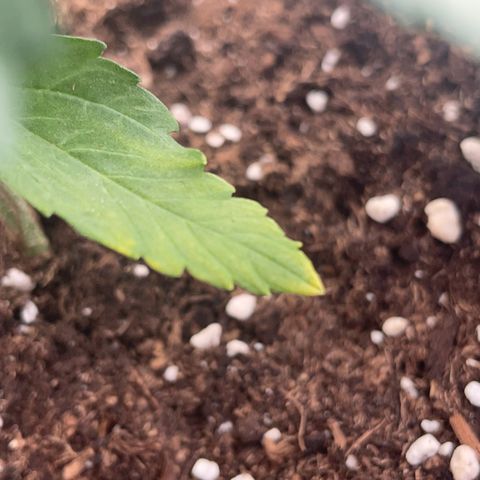 Quick One Auto - Royal Queen seeds  growlog photo: untere Blätter werden ganz leicht gelb an den Spitzen, weiß nicht ob das Zuviel Dünger war oder sie anfängt sich die Nährstoffe aus den unteren Blättern zu ziehen weil sie zuwenig hat. Werde die Tage mal schauen. 
Sonst wächst die ganz gut in die Höhe und sieht gesund aus. 