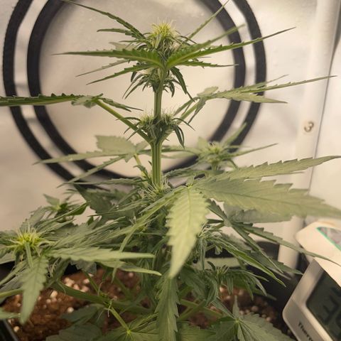 Quick One Auto - Royal Queen seeds  growlog photo: untere Blätter werden ganz leicht gelb an den Spitzen, weiß nicht ob das Zuviel Dünger war oder sie anfängt sich die Nährstoffe aus den unteren Blättern zu ziehen weil sie zuwenig hat. Werde die Tage mal schauen. 
Sonst wächst die ganz gut in die Höhe und sieht gesund aus. 