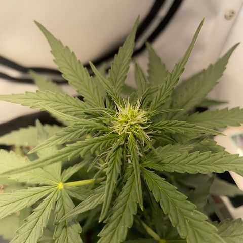 Quick One Auto - Royal Queen seeds  growlog photo: untere Blätter werden ganz leicht gelb an den Spitzen, weiß nicht ob das Zuviel Dünger war oder sie anfängt sich die Nährstoffe aus den unteren Blättern zu ziehen weil sie zuwenig hat. Werde die Tage mal schauen. 
Sonst wächst die ganz gut in die Höhe und sieht gesund aus. 