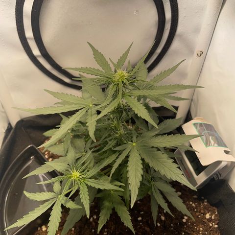 Quick One Auto - Royal Queen seeds  growlog photo: untere Blätter werden ganz leicht gelb an den Spitzen, weiß nicht ob das Zuviel Dünger war oder sie anfängt sich die Nährstoffe aus den unteren Blättern zu ziehen weil sie zuwenig hat. Werde die Tage mal schauen. 
Sonst wächst die ganz gut in die Höhe und sieht gesund aus. 