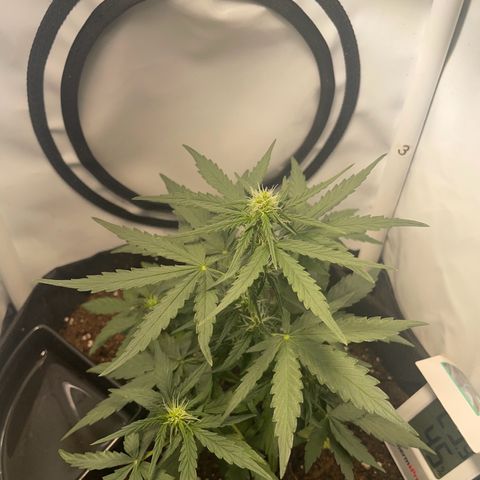 Quick One Auto - Royal Queen seeds  growlog photo: Kann keinen Unterschied zu gestern sehen. Vielleicht in der Höhe da werde ich nochmal messen. 