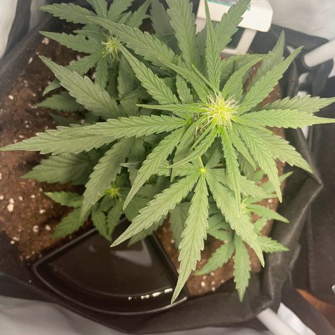 Quick One Auto - Royal Queen seeds  growlog photo: Kann keinen Unterschied zu gestern sehen. Vielleicht in der Höhe da werde ich nochmal messen. 