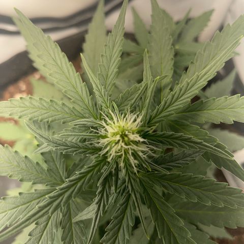 Quick One Auto - Royal Queen seeds  growlog photo: Kann keinen Unterschied zu gestern sehen. Vielleicht in der Höhe da werde ich nochmal messen. 