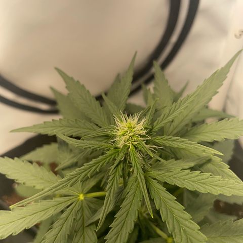 Quick One Auto - Royal Queen seeds  growlog photo: Kann keinen Unterschied zu gestern sehen. Vielleicht in der Höhe da werde ich nochmal messen. 