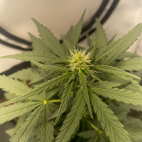 Quick One Auto - Royal Queen seeds  growlog photo: Kann keinen Unterschied zu gestern sehen. Vielleicht in der Höhe da werde ich nochmal messen. 