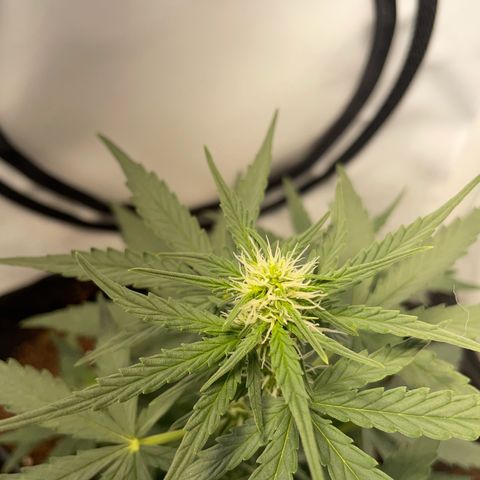 Quick One Auto - Royal Queen seeds  growlog timeline photo