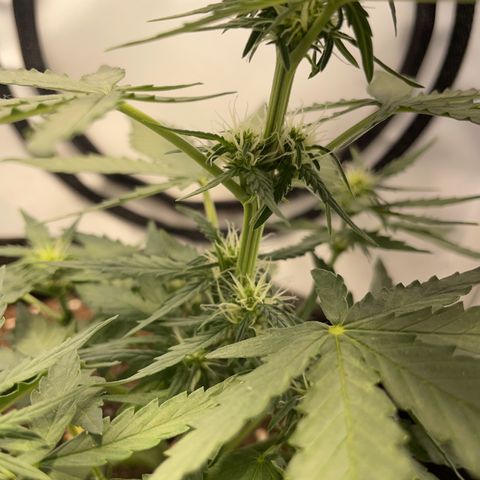 Quick One Auto - Royal Queen seeds  growlog timeline photo