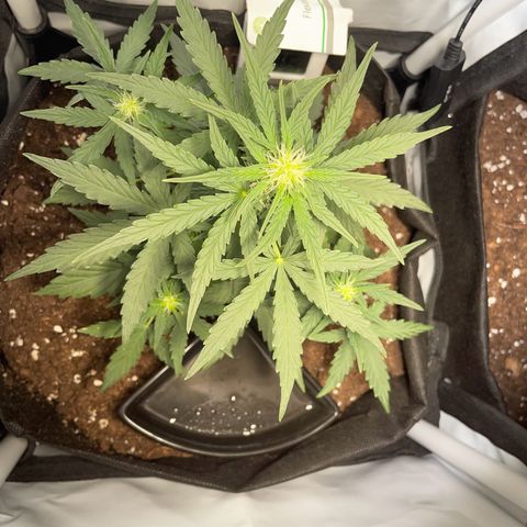Quick One Auto - Royal Queen seeds  growlog timeline photo