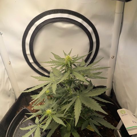 Quick One Auto - Royal Queen seeds  growlog timeline photo