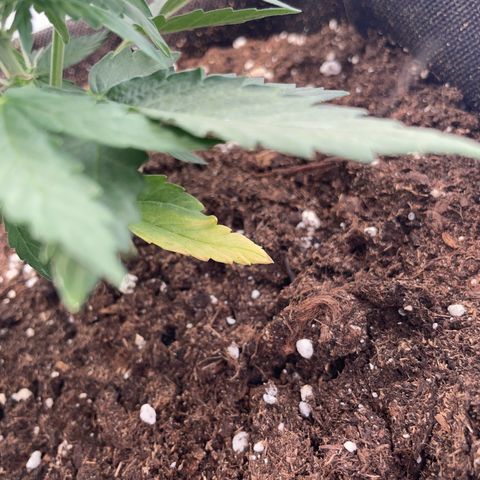 Quick One Auto - Royal Queen seeds  growlog timeline photo
