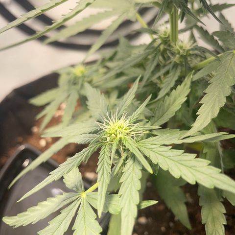 Quick One Auto - Royal Queen seeds  growlog timeline photo