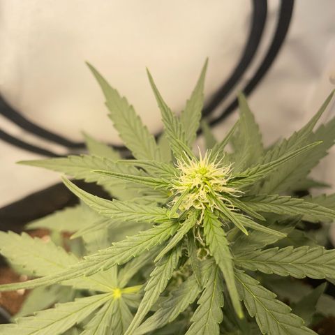 Quick One Auto - Royal Queen seeds  growlog timeline photo